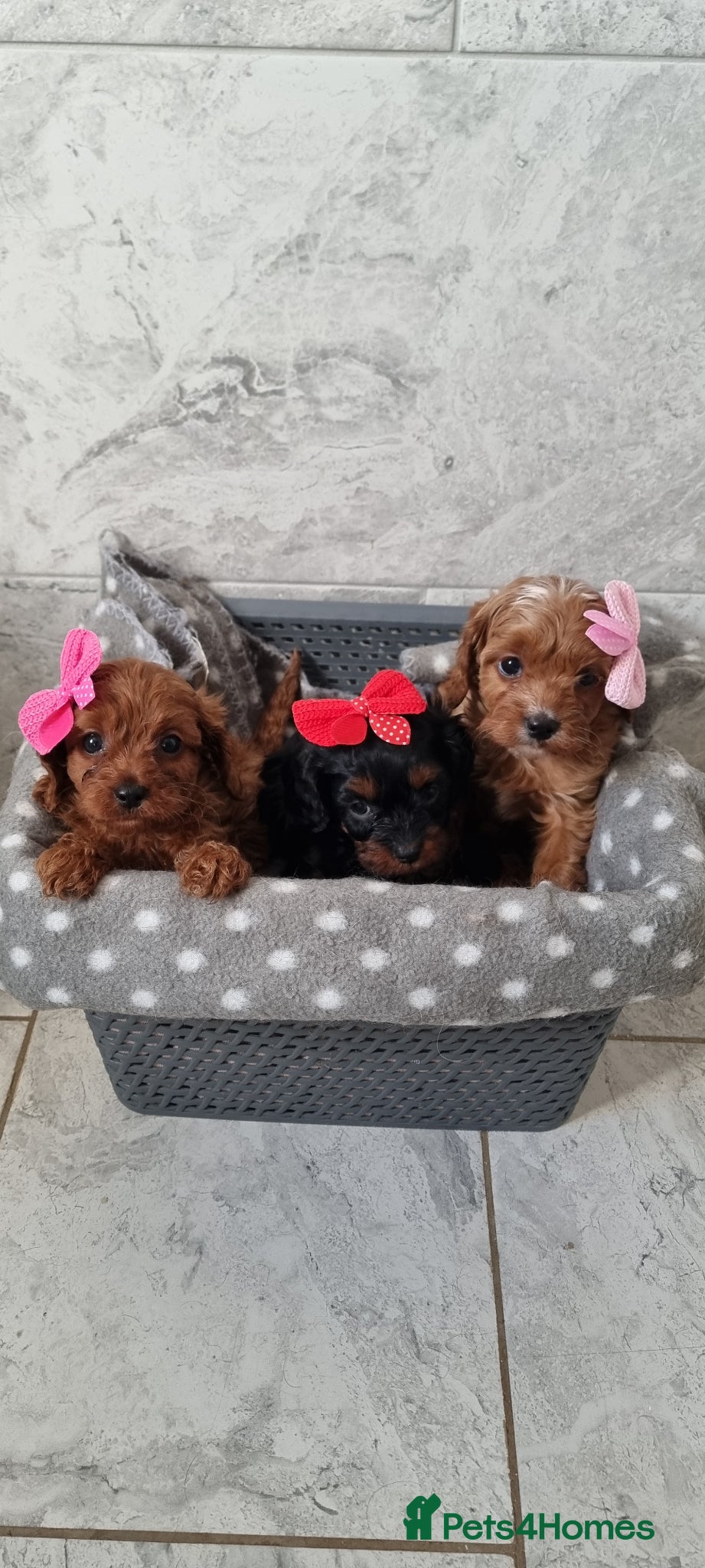 Cavapoo dogs Tiny F1 toy cavapoos READY NOW - Advert 9