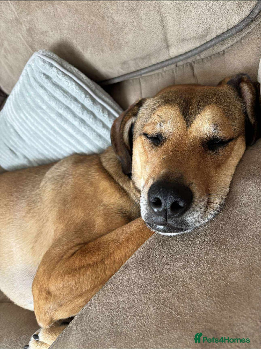 Mixed Breed dogs for adoption: Meet Milo: A Sensitive, Playful Companion - Image 6