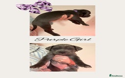 Cane Corso dogs for sale: 💎STUNNING Cane corso puppies 💎 - Image 9