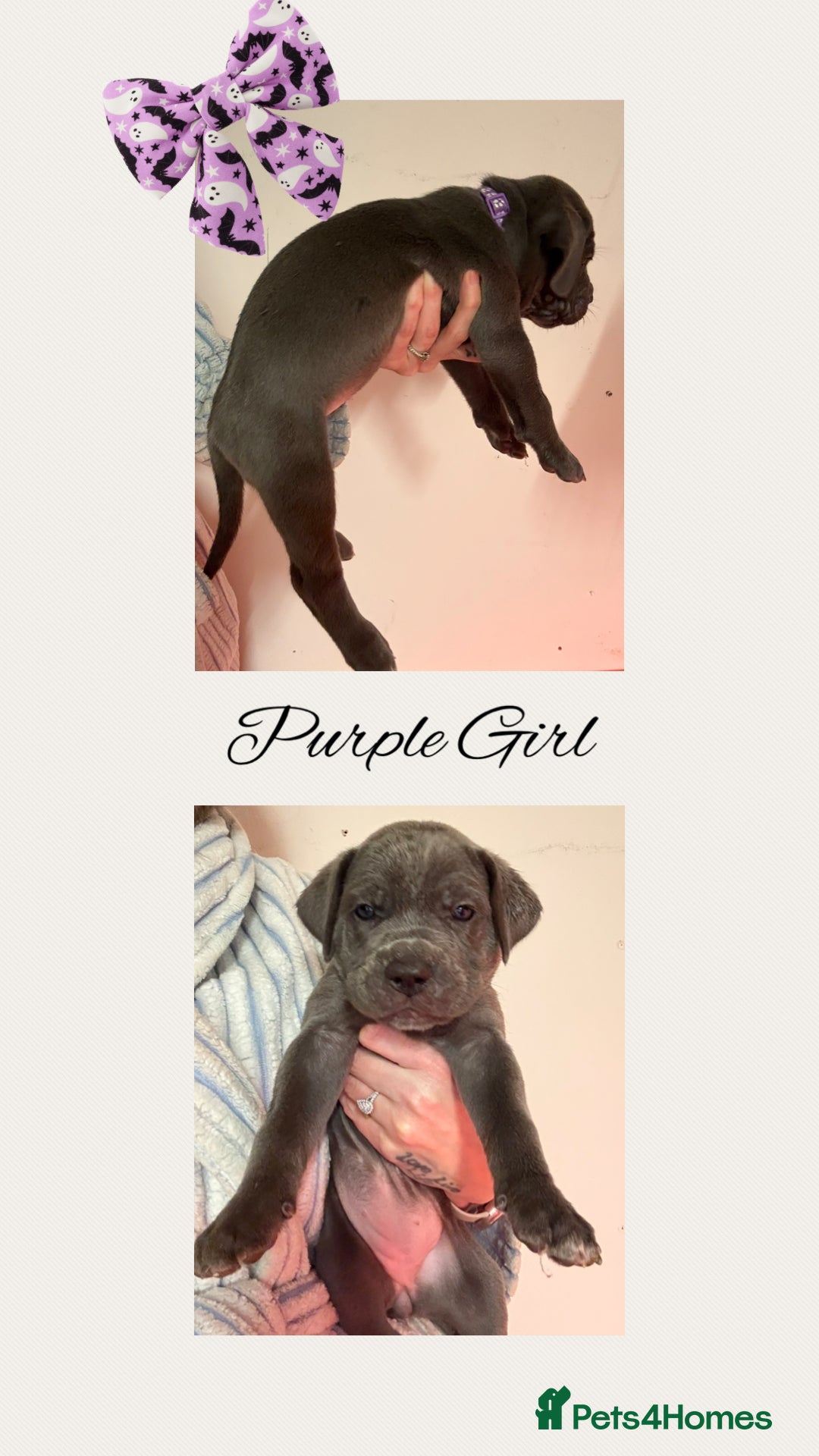 Cane Corso dogs for sale: 💎STUNNING Cane corso puppies 💎 - Image 9