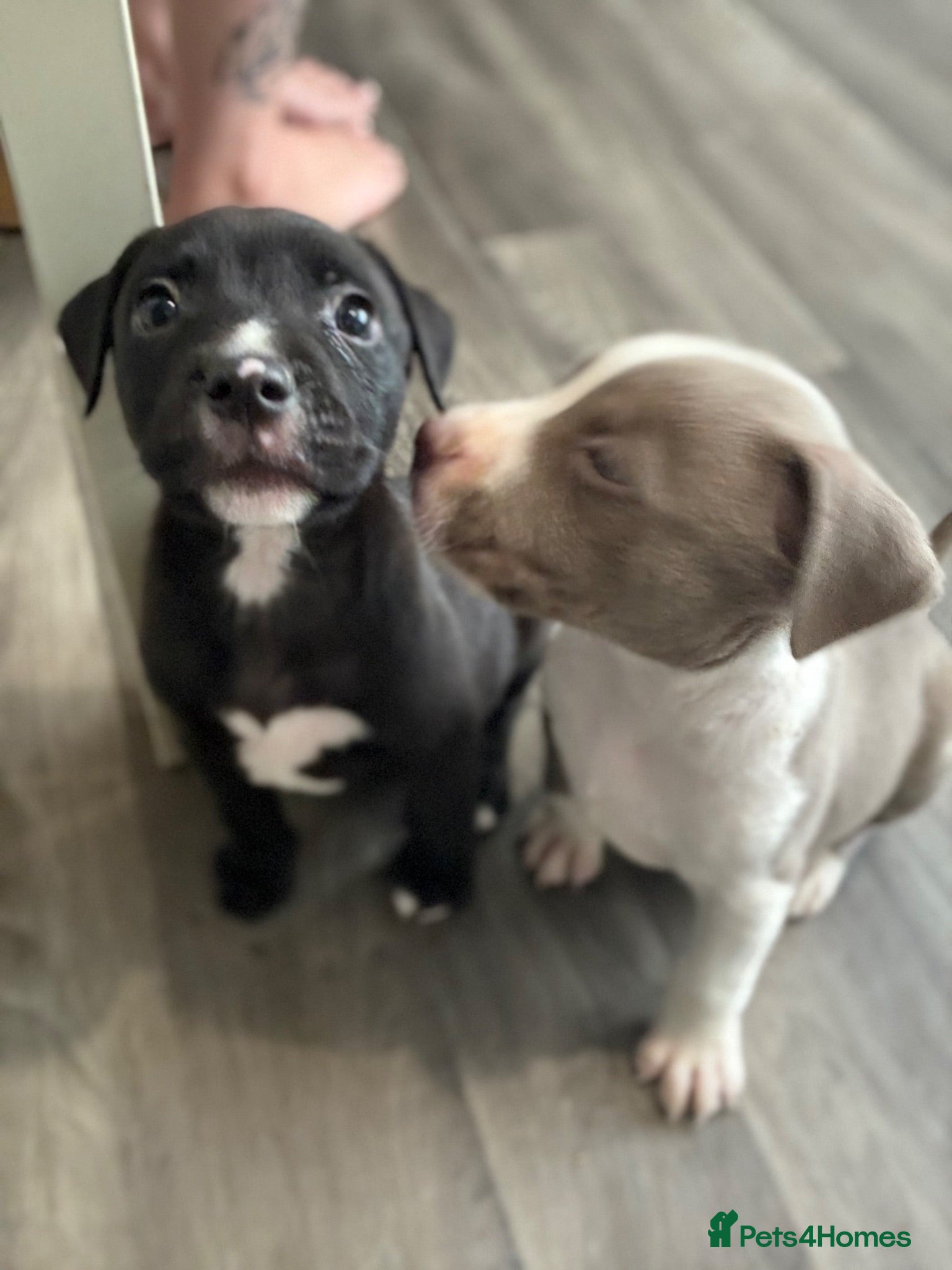 Mixed Breed dogs Staff X American Bully Pups - Advert 2