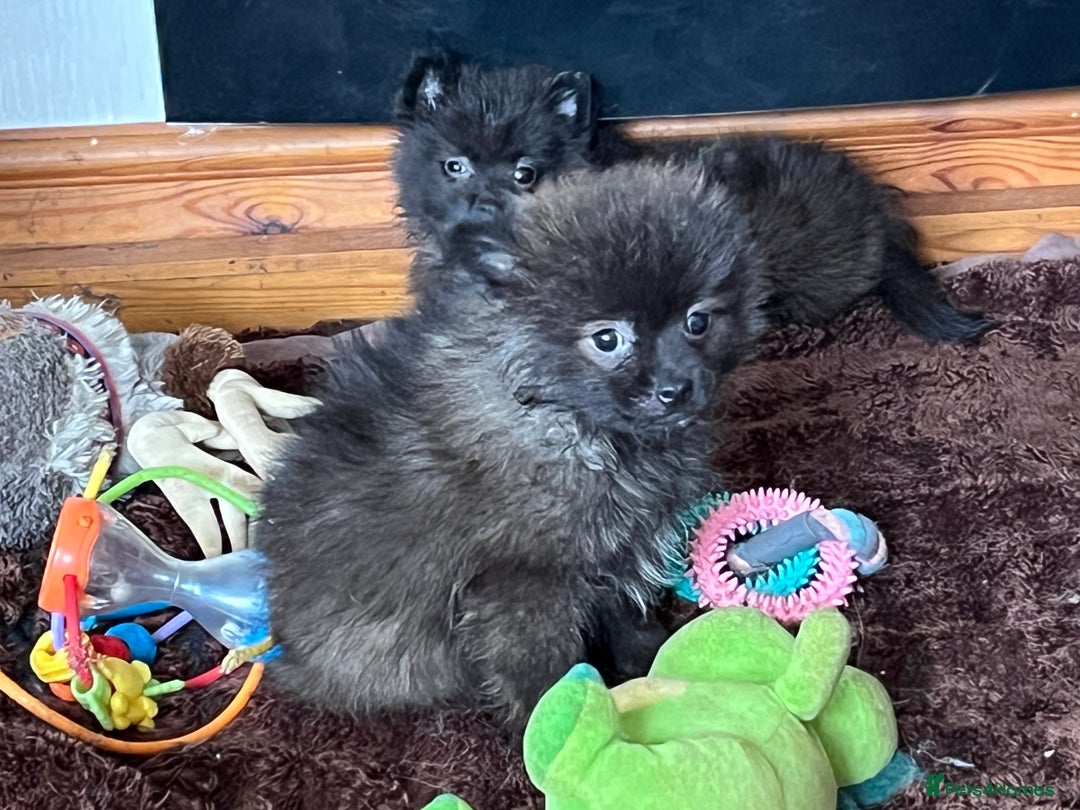 Pomeranian dogs for sale: 2 fluffy Pomeranians 1 boy 1 girl  - Image 2