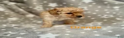 Schnoodle dogs for sale: Beautiful Schnoodle Pups - Advert 3