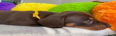 Miniature Dachshund 1