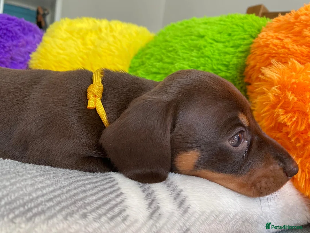 Miniature Dachshund dogs for sale: 🐶 READY NOW 🐶 - Advert 19