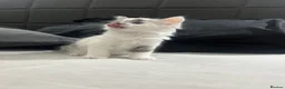 Mixed Breed cats for sale: 4 kittens  - Advert 22