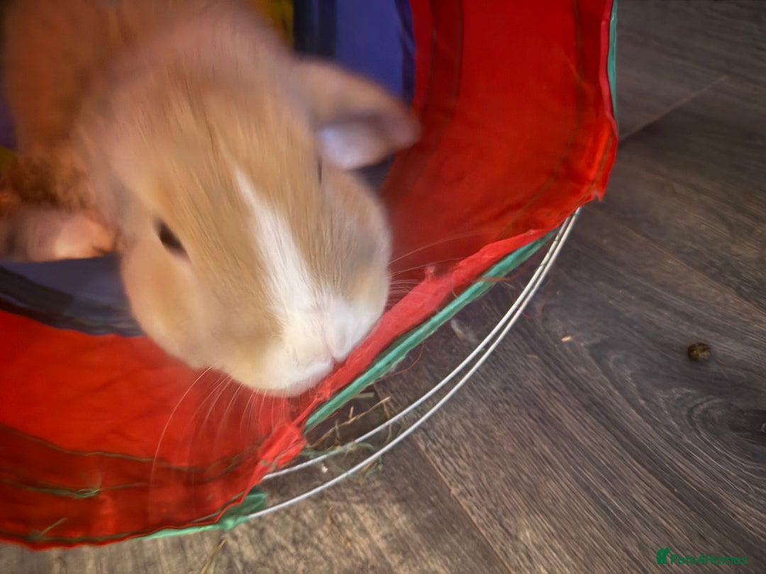 Mini Lop rabbits for sale: Mini lop brothers - Advert 4