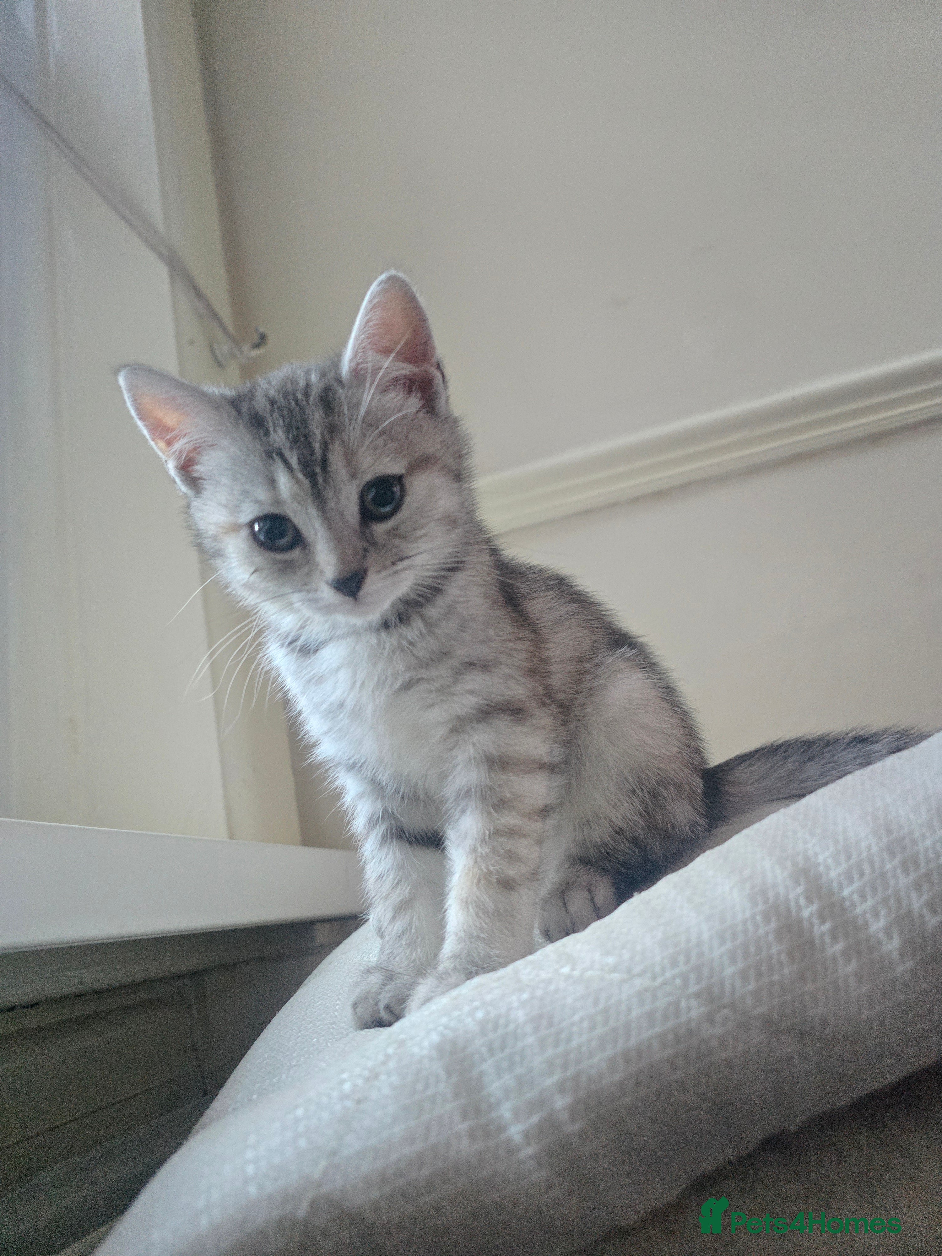 British Shorthair cats mimi beautiful female shorthair - Advert 4