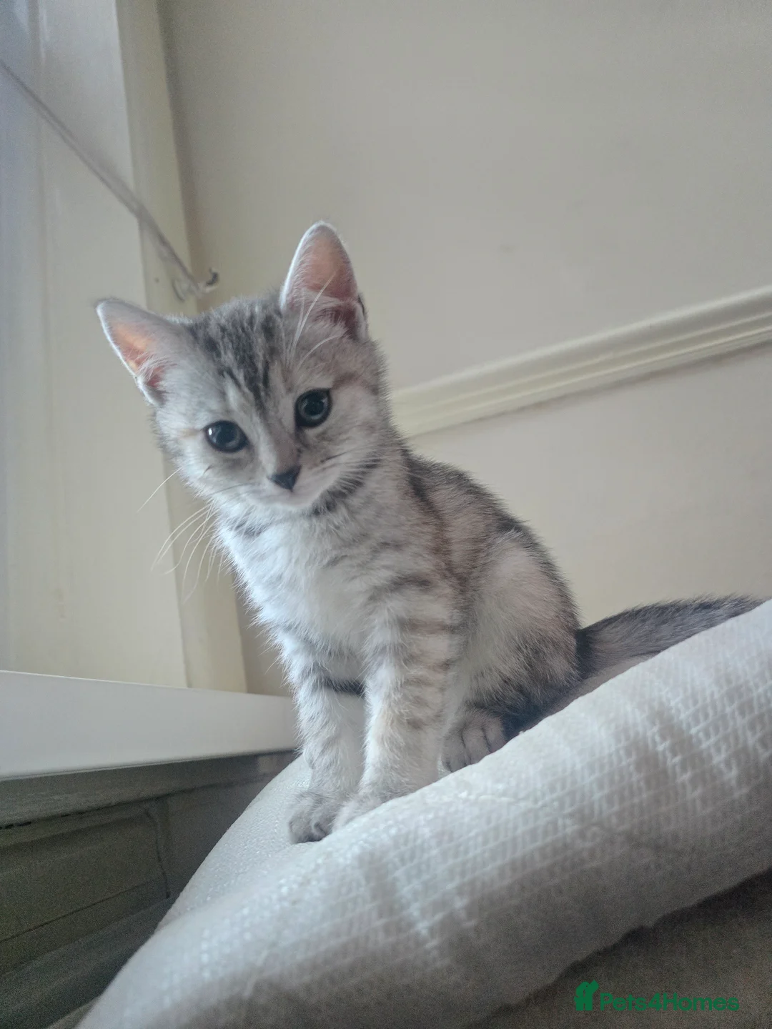 British Shorthair cats for sale: mimi beautiful female shorthair - Advert 1