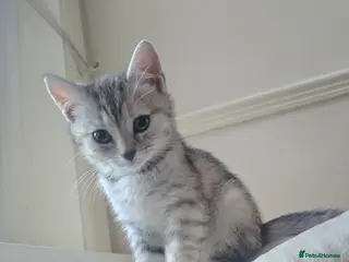 British Shorthair cats mimi beautiful female shorthair - Advert 4