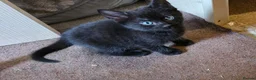 Mixed Breed cats for sale: Playful and sweet kittens  - Advert 11