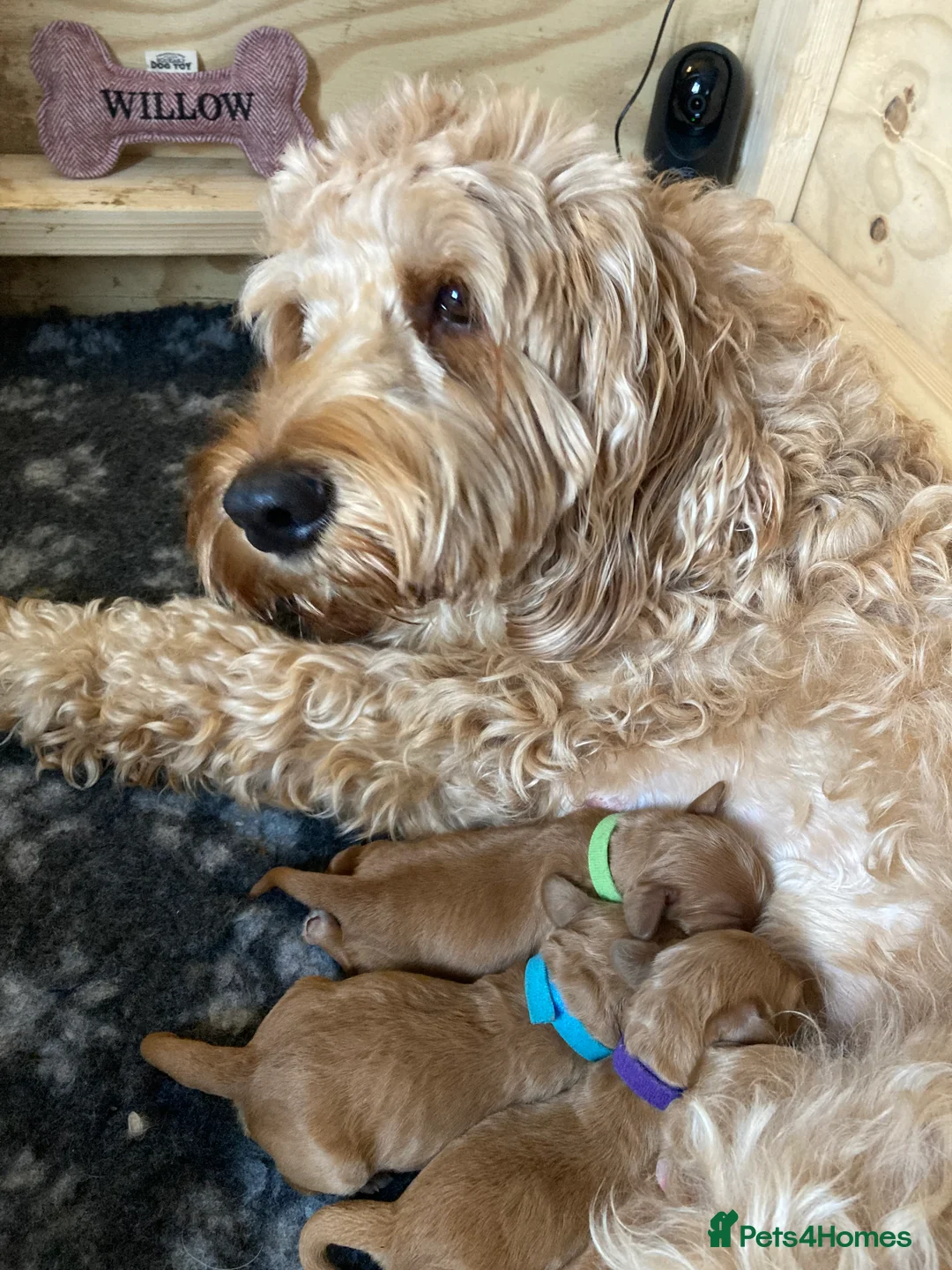 Cockapoo dogs for sale: Beautiful Apricot F1B Cockapoo Puppies  - Advert 1