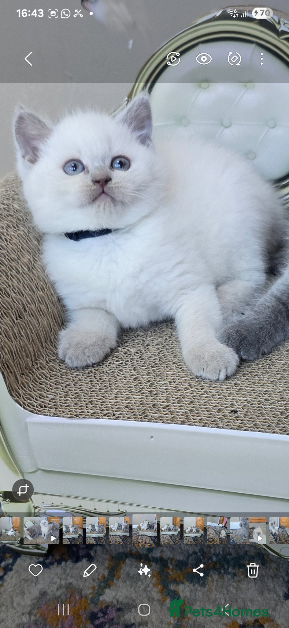 British Shorthair cats Gorgeous Cute British Short Hair Kittens - Advert 1