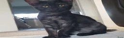 Mixed Breed cats for sale: Maine Coon x Marble Bengal kittens, mixed breed - Advert 24