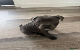 Staffordshire Bull Terrier dogs for sale: Stunning Blue Staffordshire Bull Puppies for sale - Image 24
