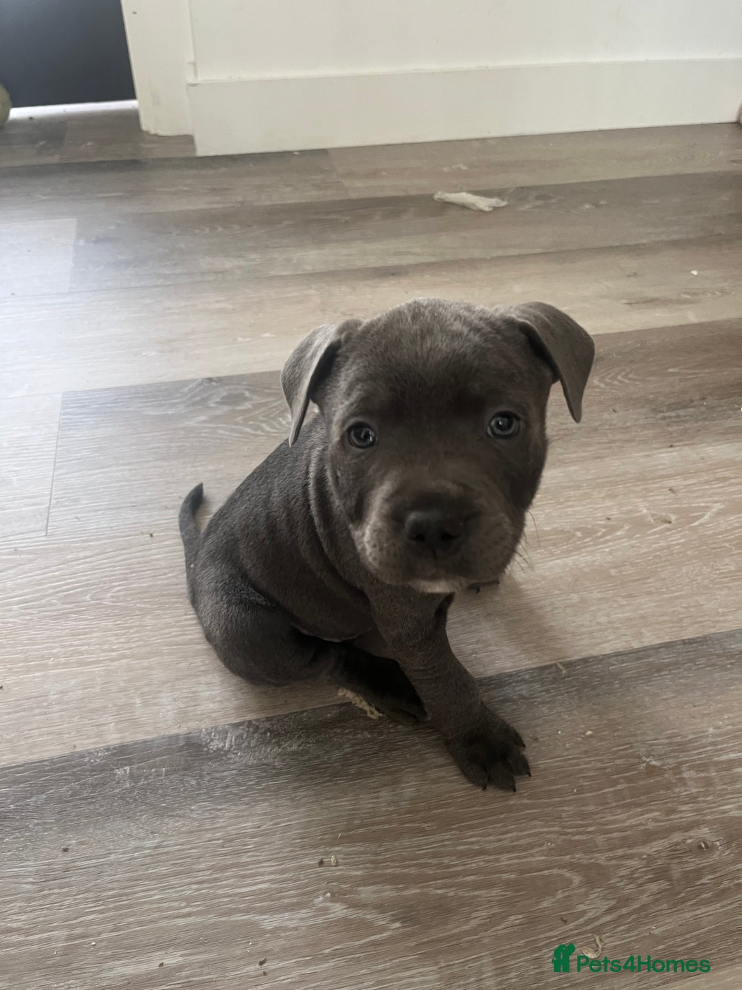 Staffordshire Bull Terrier dogs for sale: Stunning Blue Staffordshire Bull Puppies for sale - Image 24
