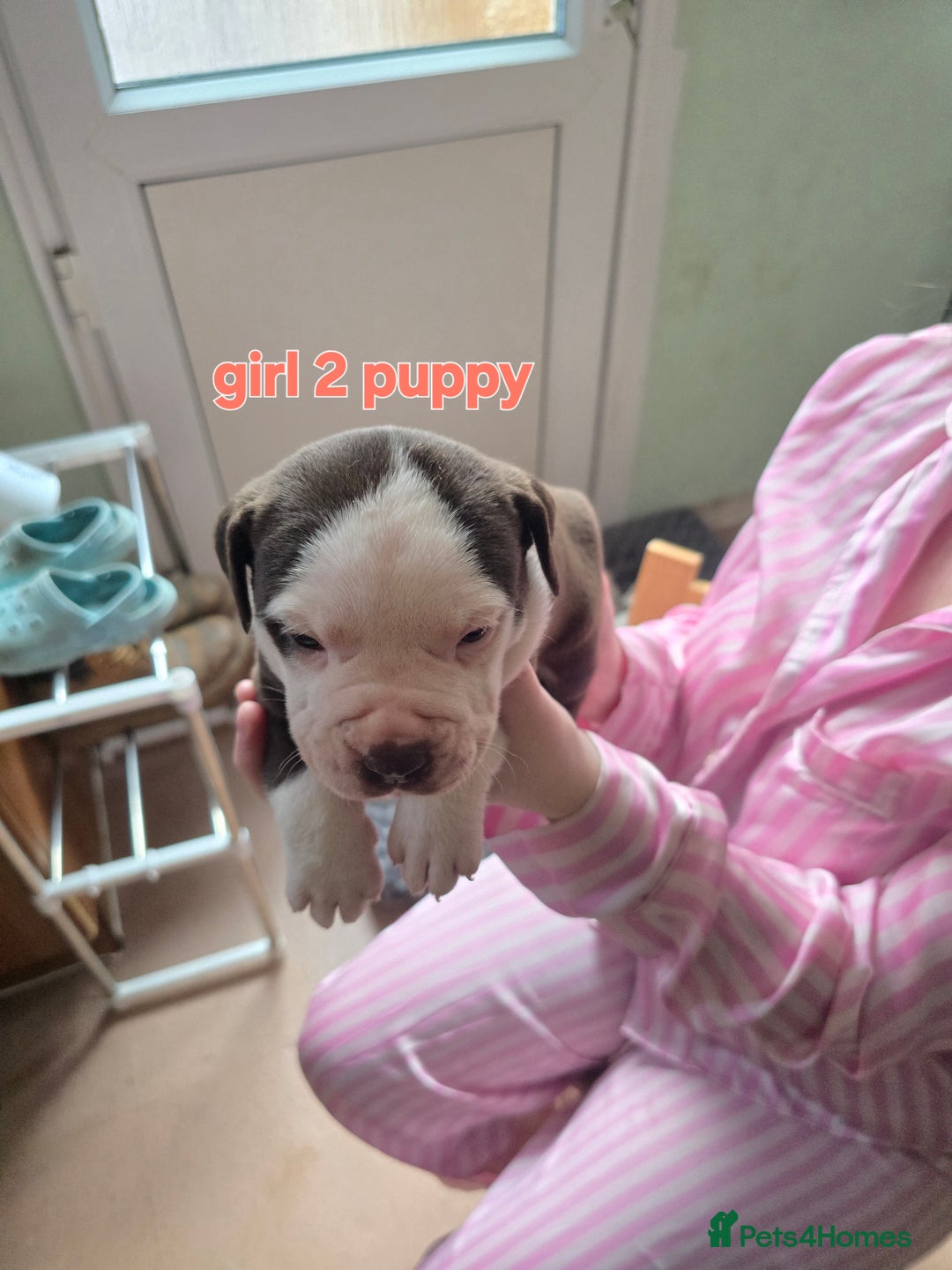 American Bully dogs for sale: Standard American bully 🐶  - Advert 12