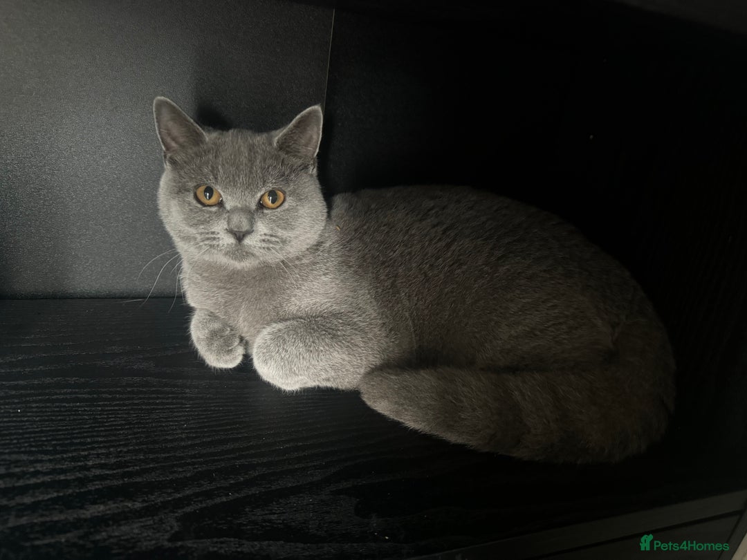 British Shorthair cats for sale: Nugget - Image 2