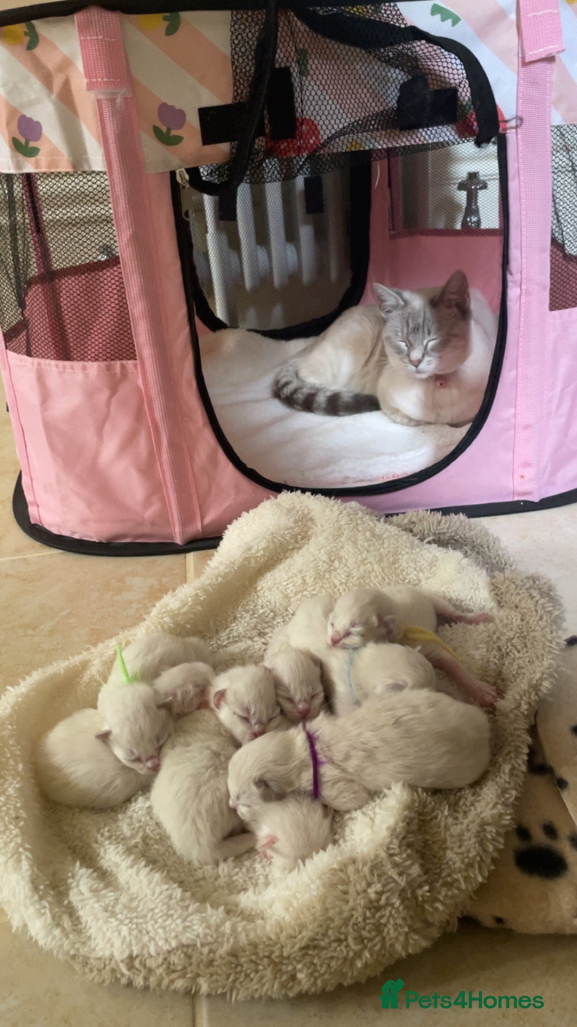 Ragdoll cats Beautiful Ragdoll Litter - Advert 17