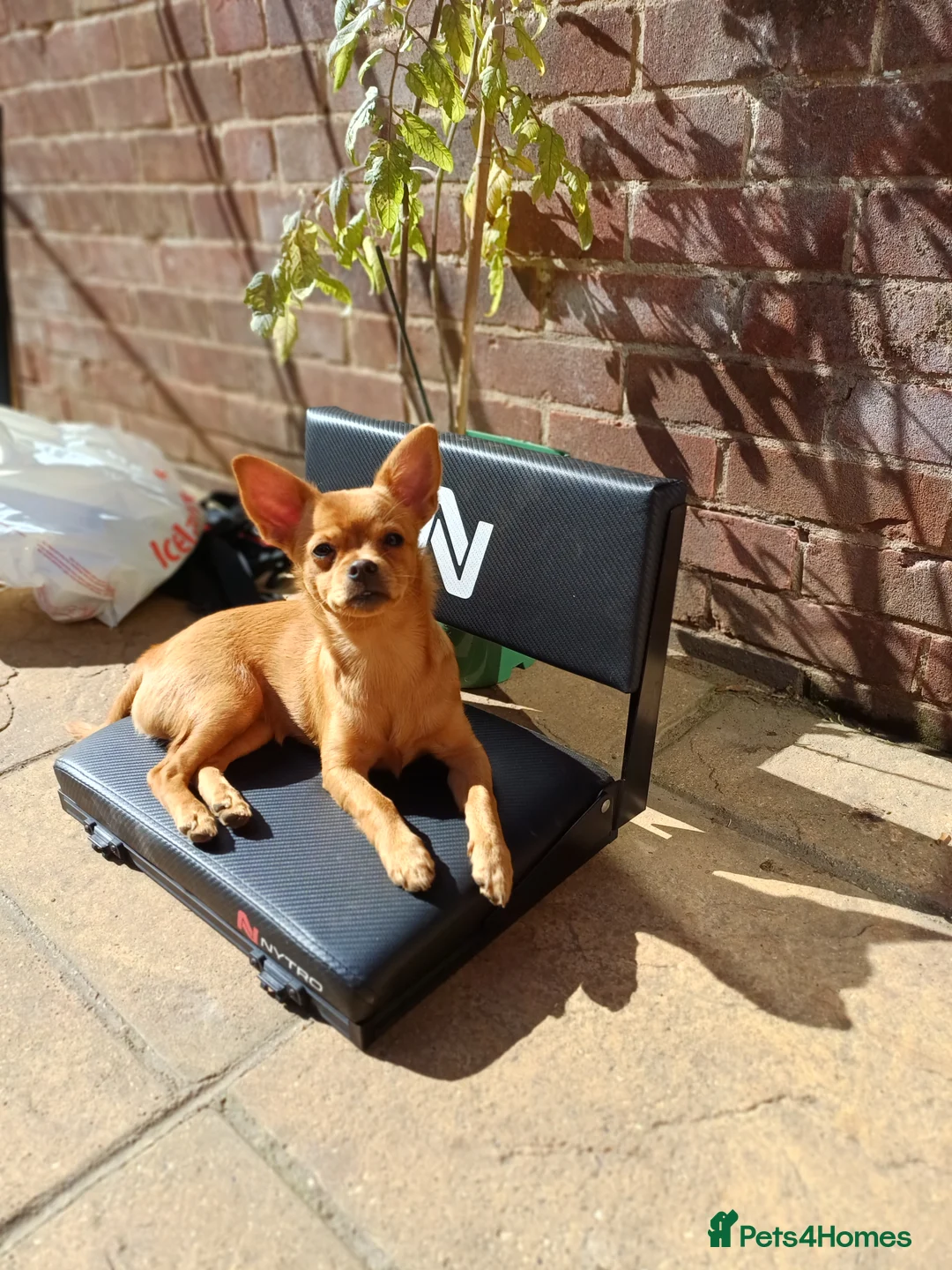 Mixed Breed dogs for sale: Nala is looking for her forever home  - Advert 6