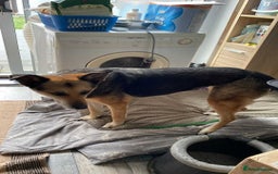 Mixed Breed dogs for adoption: Meet Lima, currently residing in North Wales - Image 2