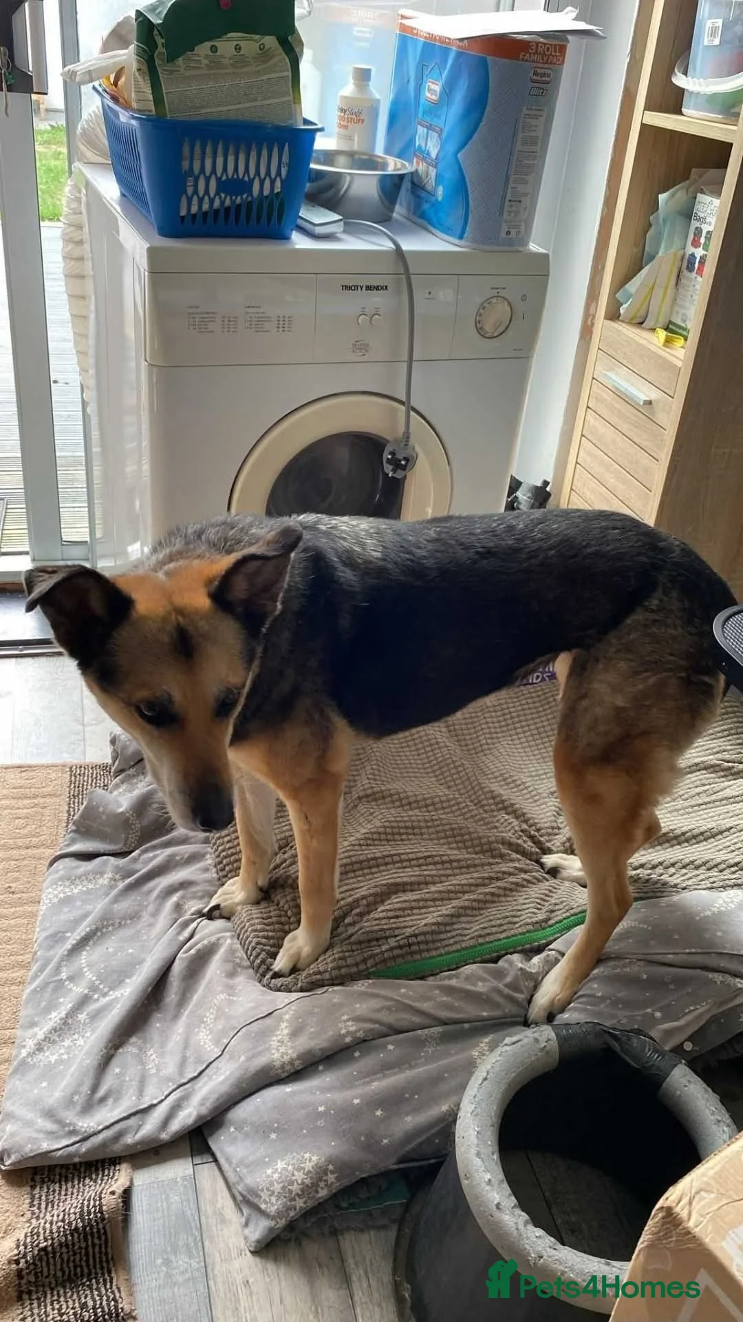 Mixed Breed dogs for adoption: Meet Lima, currently residing in North Wales - Advert 2