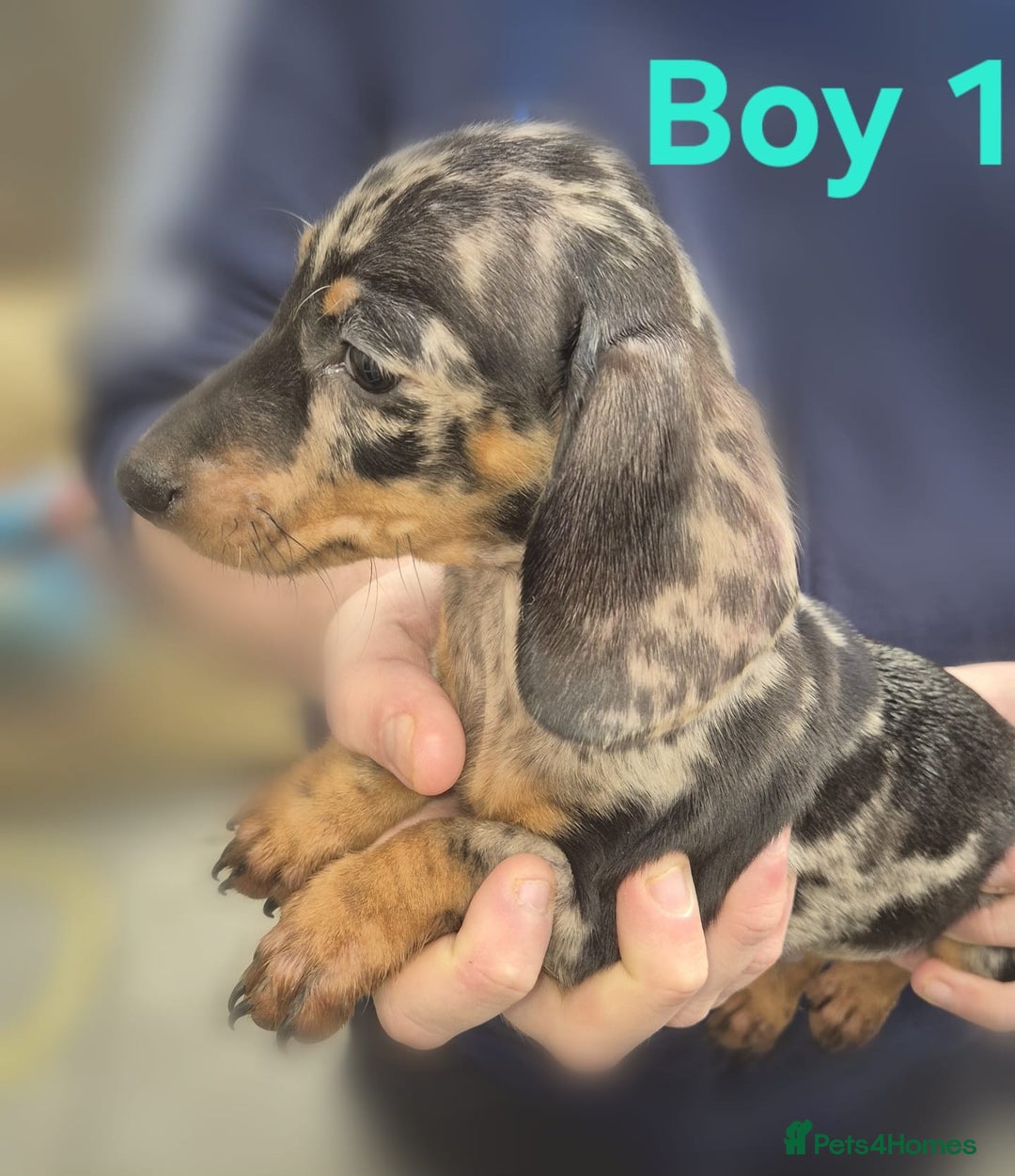 Miniature Dachshund dogs for sale: !!!Minature Dachshunds For Sale!!! - Advert 4