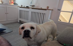 Labrador Retriever dogs for sale: Male Labrador 14 months old - Image 2