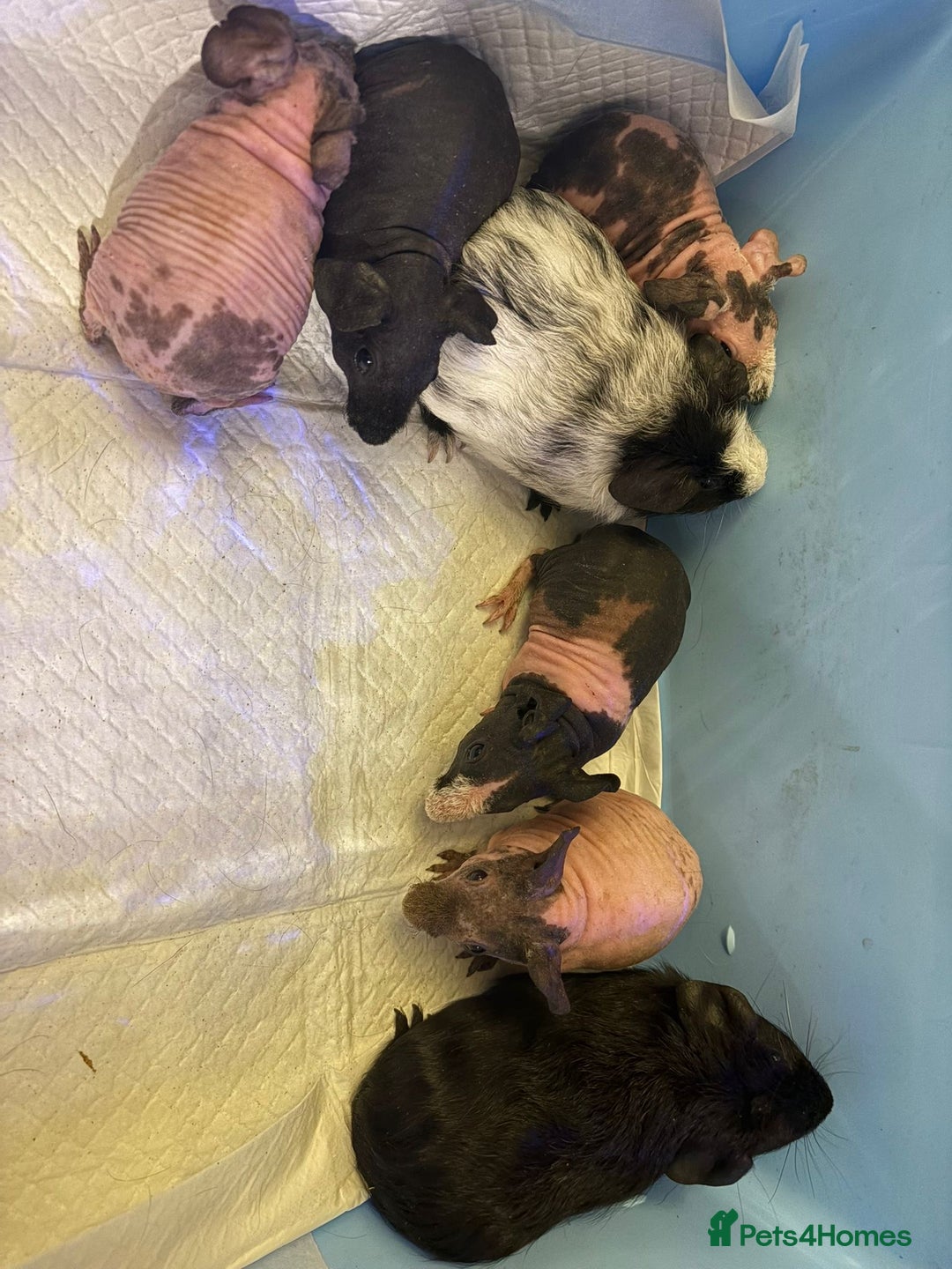 Guinea Pig rodents for sale: Skinny Pigs and Skinny Carriers - Image 13