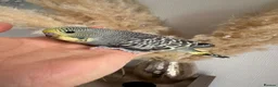 Budgerigars birds for sale: Hand Tame male baby budgies   - Advert 11