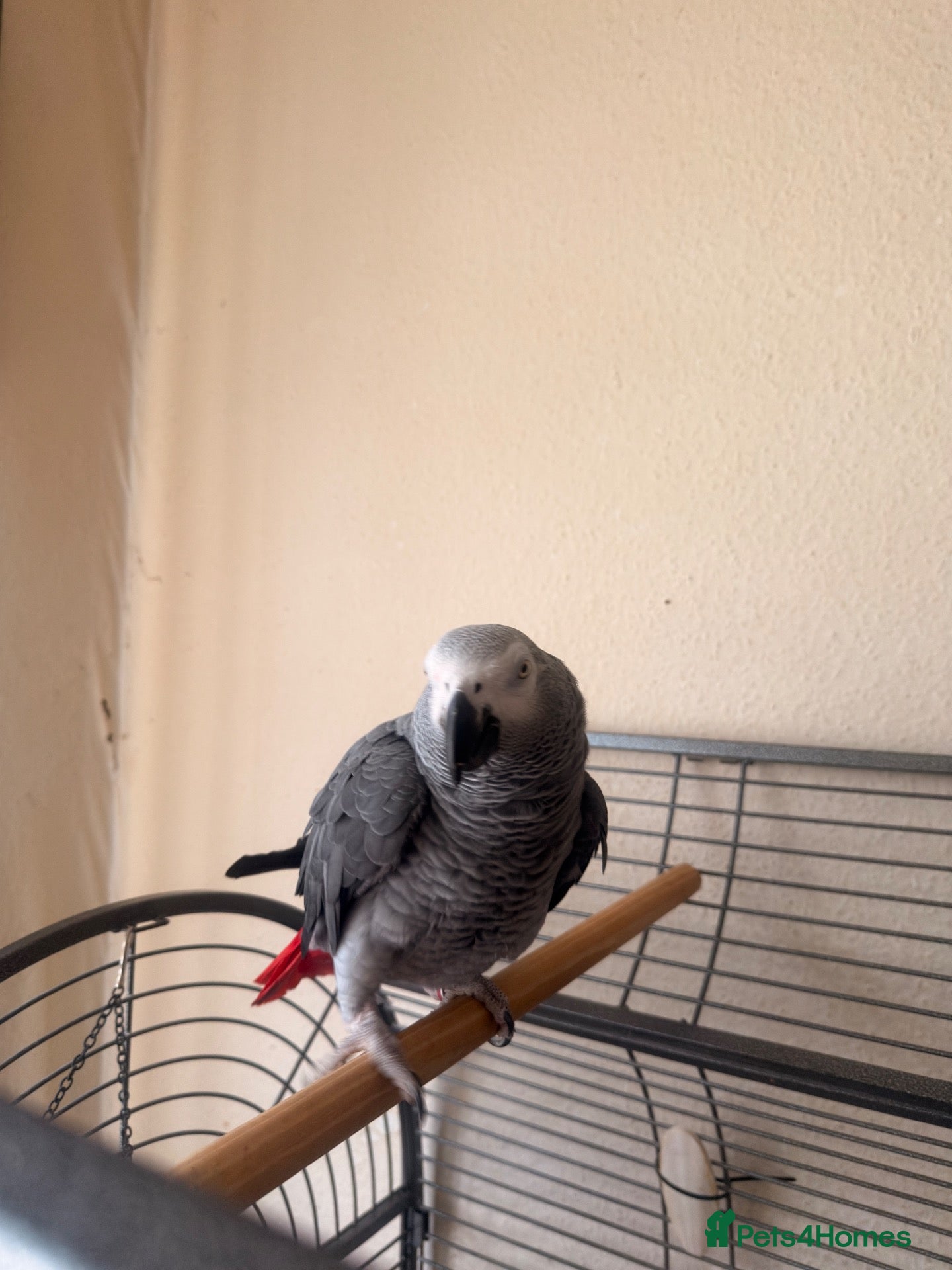 Parrots birds for sale: African grey - Advert 1