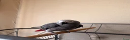 Parrots birds for sale: African grey - Advert 1