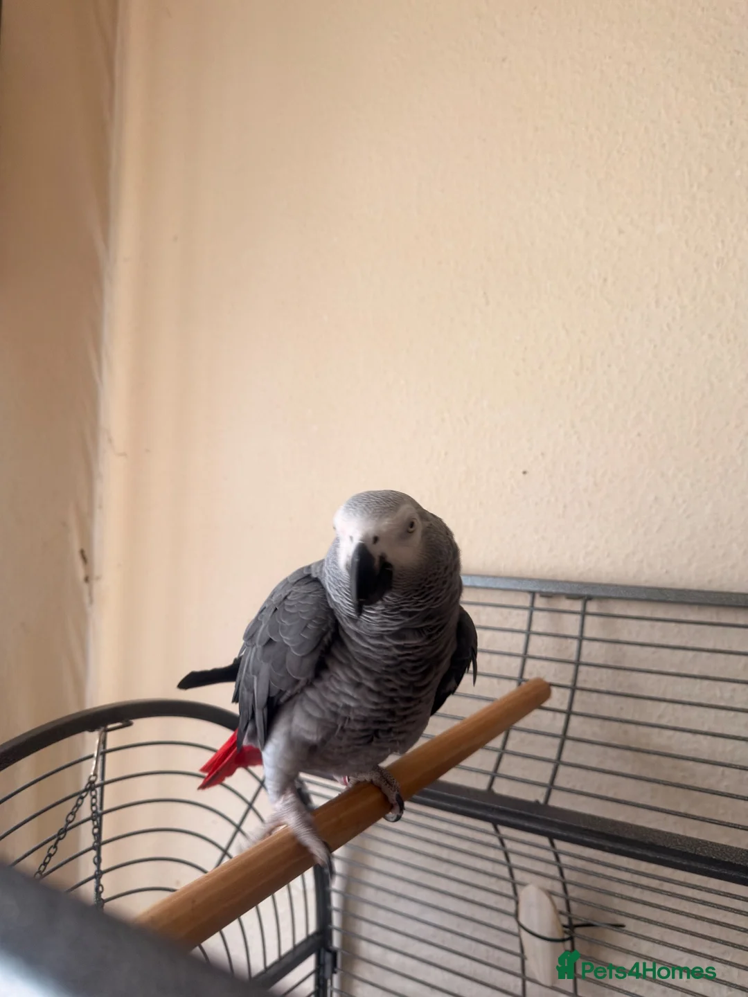 Parrots birds for sale: African grey - Advert 1