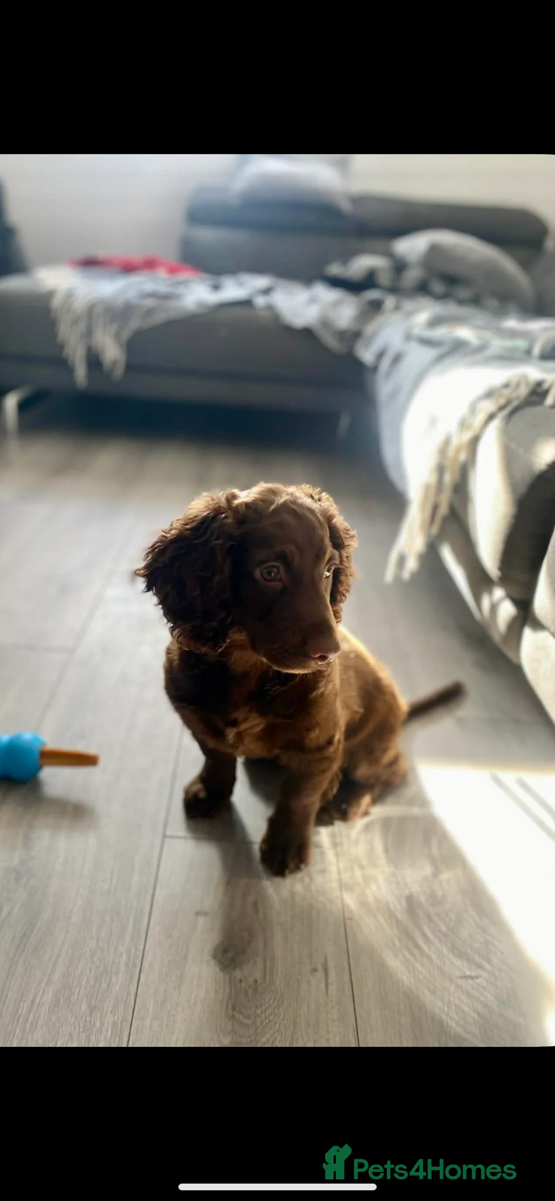 Cocker Spaniel dogs for sale: Working cocker spaniel  in Chelmsford - Advert 1