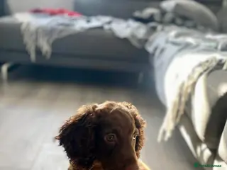 Cocker Spaniel dogs Working cocker spaniel - Advert 1