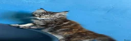 Maine Coon cats for sale: Beautiful TICA Reg kittens - Advert 7