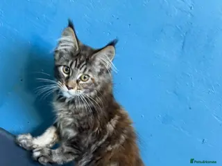 Maine Coon cats Active TICA Reg Maine Coons - Advert 3