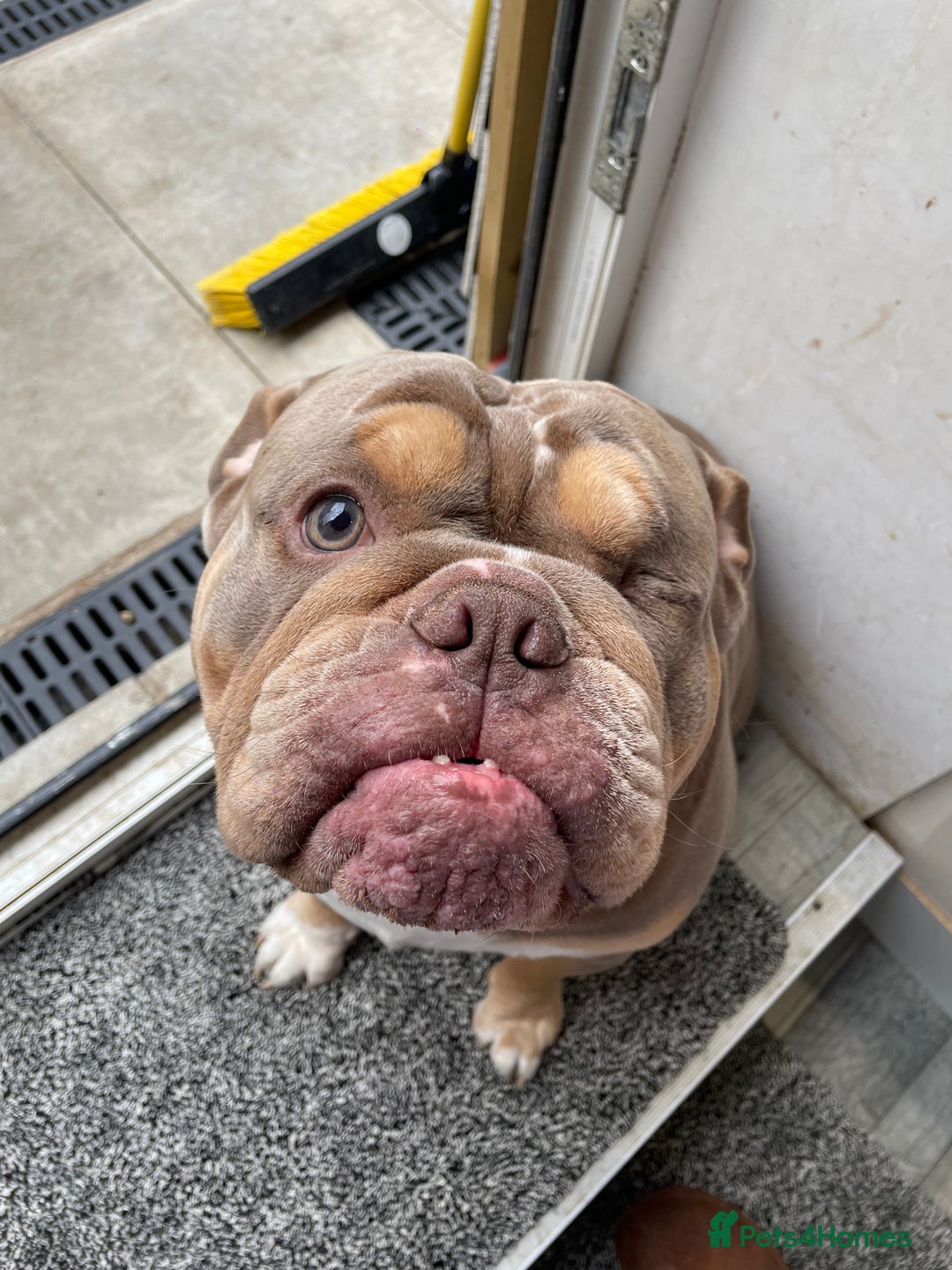 English Bulldog dogs for sale: Lilac & Tan English Bulldog 3 Yr Old MALE - Image 5