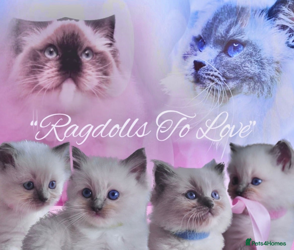 Ragdoll cats for sale: GCCF lilac male kitten - Advert 1