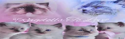 Ragdoll cats for sale: GCCF lilac male kitten - Advert 1