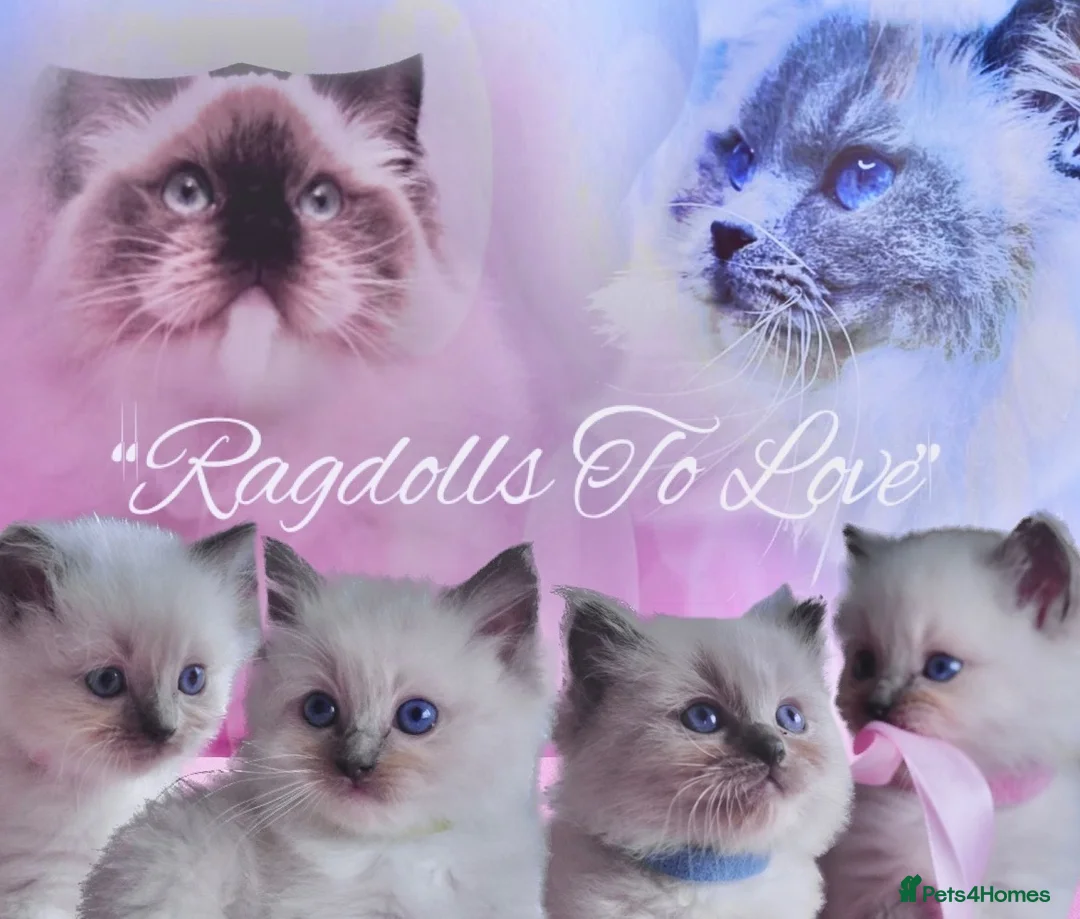 Ragdoll cats for sale: GCCF lilac male kitten - Advert 1