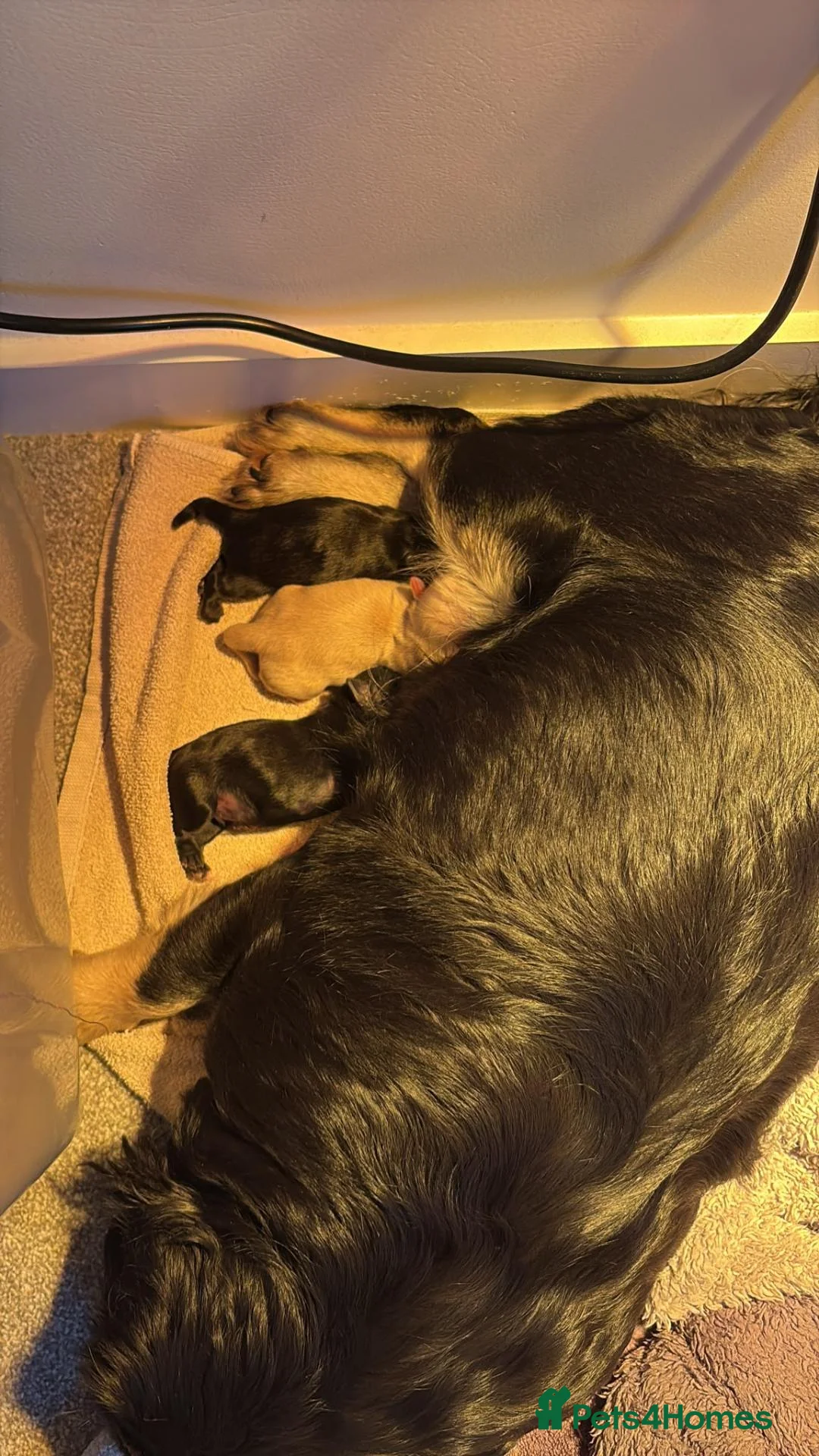 Pug dogs for sale: Long haired Pug puppies - Advert 2