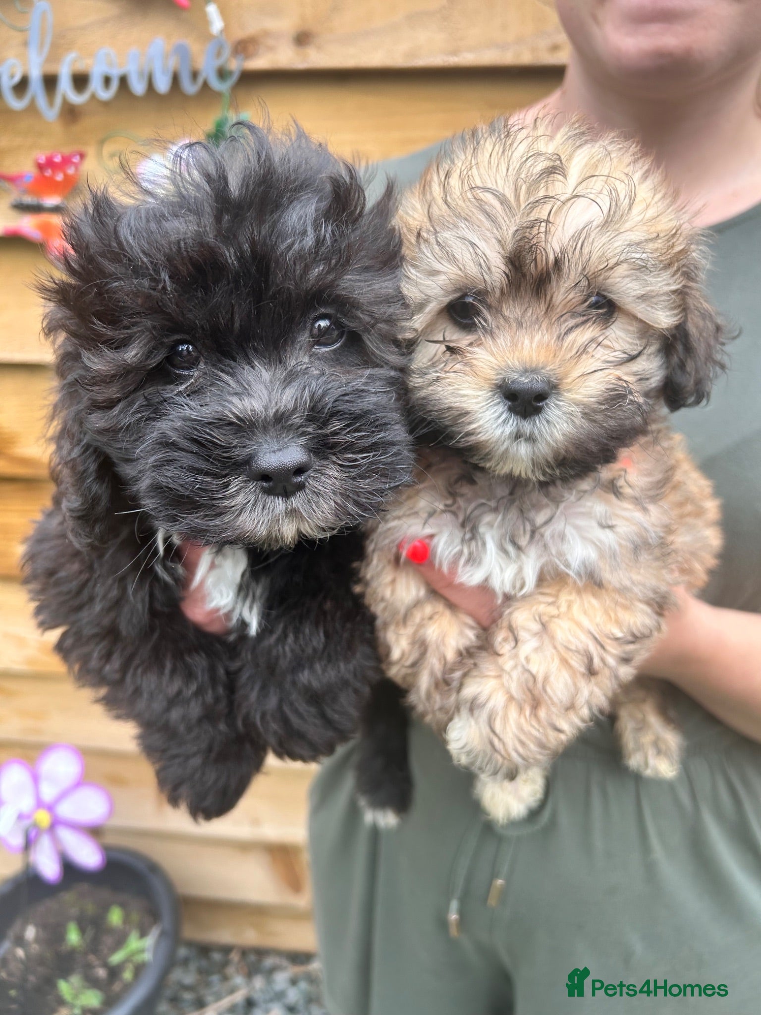 Lhasapoo dogs Lhasapoo puppies ready now!! - Advert 9