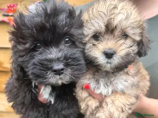 Lhasapoo dogs Lhasapoo puppies ready now!! - Advert 9