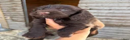 Cocker Spaniel dogs for sale: Cocker Spaniel pups  in Seaham - Advert 8