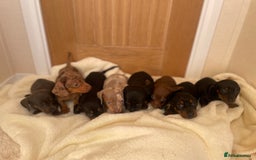 Miniature Dachshund dogs for sale: Miniature dachshunds ✨ - Image 3