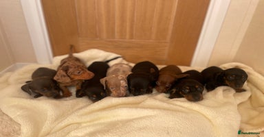 Miniature Dachshund dogs - Advert 3