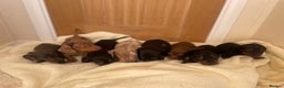 Miniature Dachshund dogs for sale: Miniature dachshunds Black and Tan boy available  - Advert 3