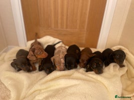 Miniature Dachshund dogs - Advert 3