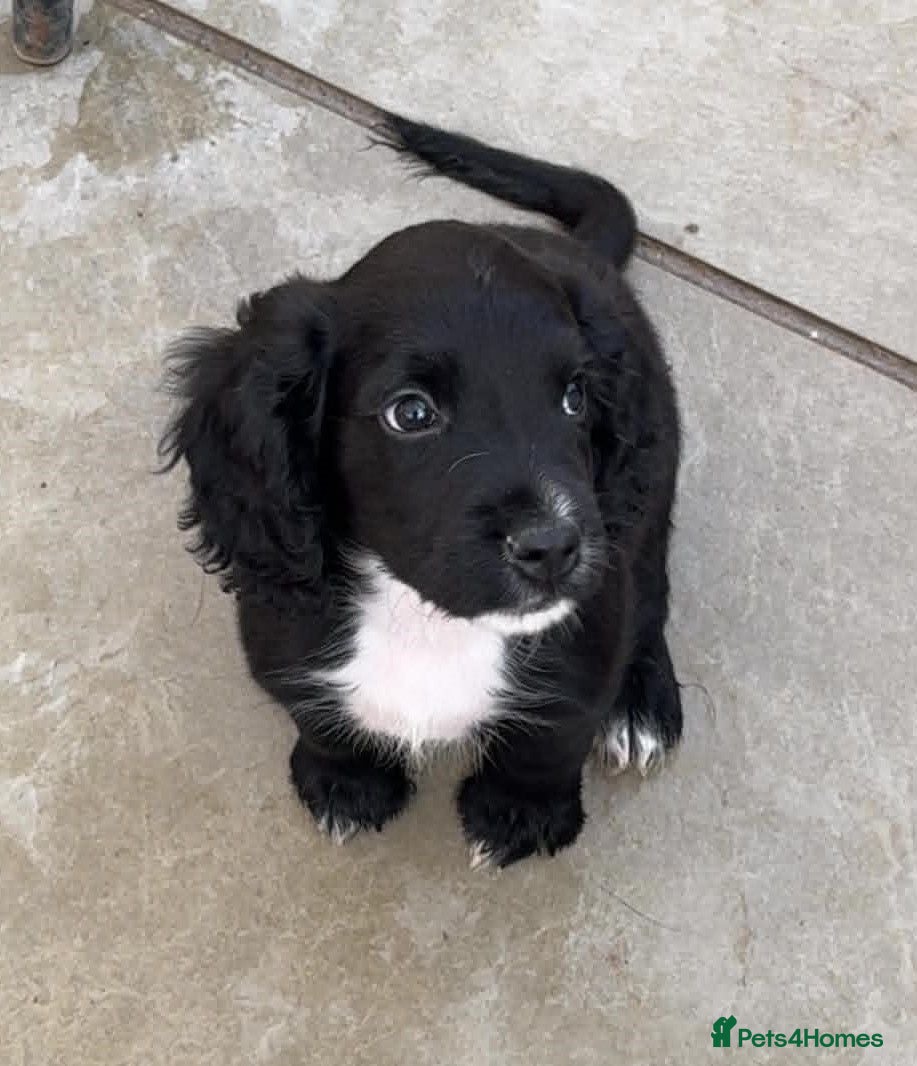 Cocker Spaniel dogs KC Black male cocker spaniel ready to leave - Advert 18
